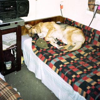 Dog sleeps on a bed in a simple room.