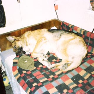 Dog sleeps curled up on a plaid blanket.