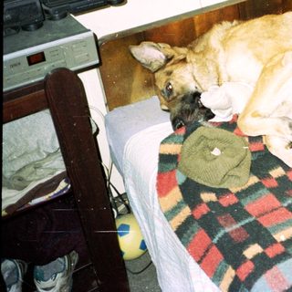 Dog sleeps curled up on a plaid blanket.