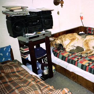 Dog sleeping on a plaid bed with stereo nearby.