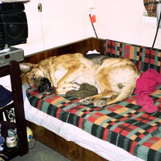 Dog sleeping on a plaid bed with stereo nearby.