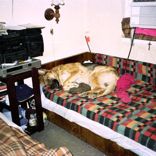 Dog sleeping on a plaid bed with stereo nearby.