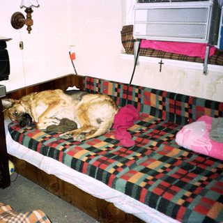 Dog sleeping on a plaid bed with stereo nearby.