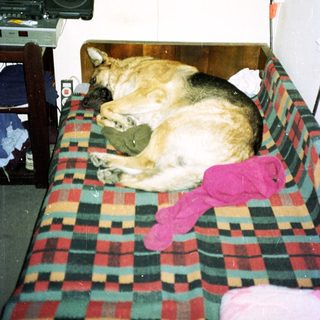 Dog sleeps on a plaid bed with a boombox.