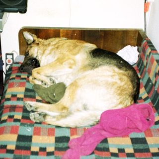 Dog sleeps on a plaid bed with a boombox.
