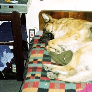 Dog sleeps on a plaid bed with a boombox.