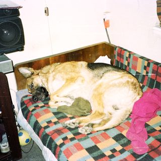 Dog sleeps on a plaid blanket in a room.