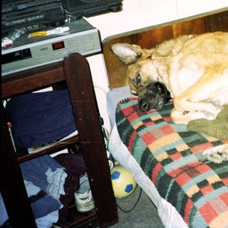 Dog sleeps on a plaid blanket in a room.