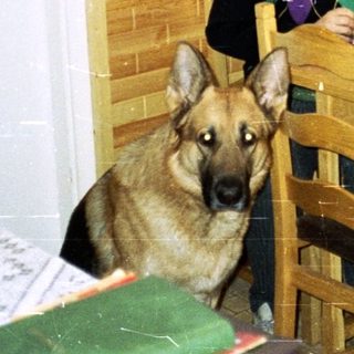 Woman writes at a table with a German Shepherd nearby.
