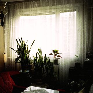 Interior scene with plants, red chair, and a window.