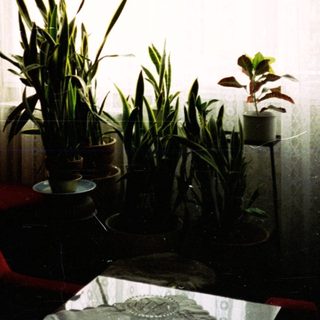 Interior scene with plants, red chair, and a window.