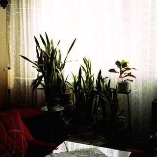 Interior scene with plants, red chair, and a window.