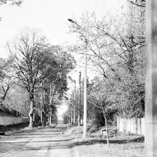 Here's a brief summary of the image: Empty, tree-lined road receding into the distance.