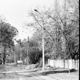 Tree-lined road with fences and utility poles in monochrome.