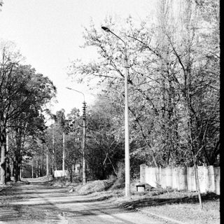 Black and white image depicts a road lined with trees.