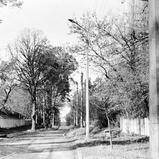 Here's a brief summary of the image: A long, tree-lined road receding into the distance.