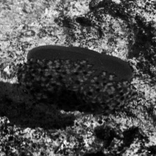 Black and white image showing a footprint in rock.