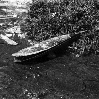Turtle rests amongst rocks and vegetation in a dark environment.