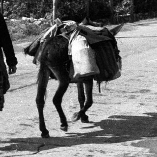 Woman and donkey walking down a rural road.