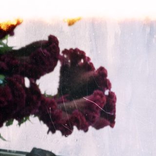 Vibrant red flowers viewed through rain-spotted glass.