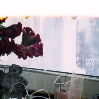 Vibrant red flowers viewed through rain-spotted glass.
