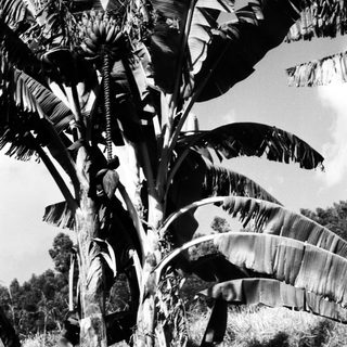 Tall banana plants with broad leaves in monochrome.