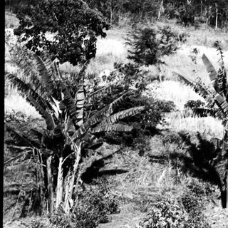 Rural landscape with terraced fields and palm trees.