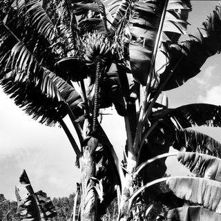Tall banana plant with emerging fruit bunch.