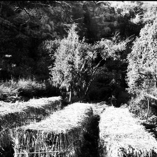 Rural landscape with stacked hay bales and trees.