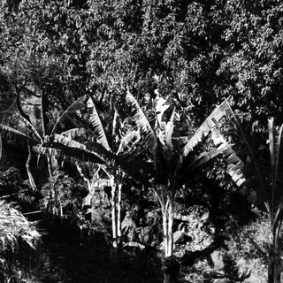 Tropical foliage in dense, shadowy forest.