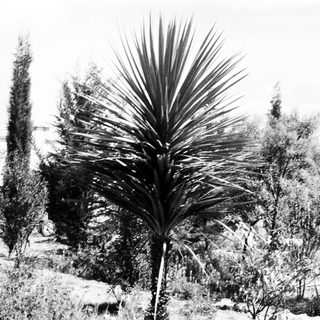 Tall palm-like plant in windblown landscape.