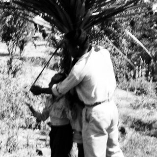 Two people and a child handling large palm fronds outdoors.