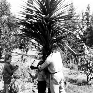 Two people and a child handling large palm fronds outdoors.