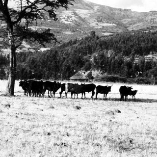 Rural landscape with cattle grazing near a lone tree.