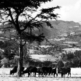 Rural landscape with cows grazing near mountain.