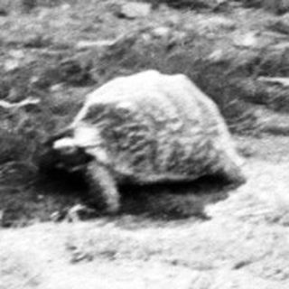 Stone wall with turtle near base.
