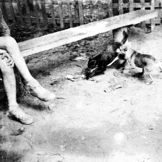 Dog playing with legs in muddy area.
