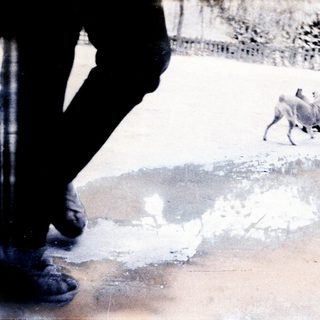 Dog drinking from shallow puddle on wet ground.