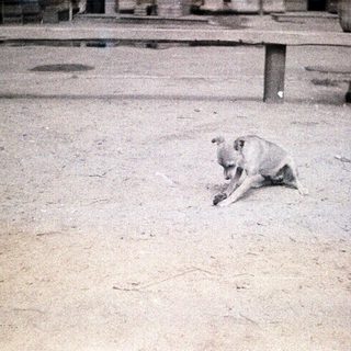 A dog lying alone on a sandy or dusty ground.