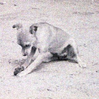 A dog lying alone on a sandy or dusty ground.
