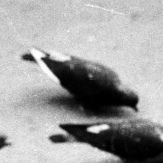 Four pigeons standing on a pavement.