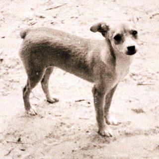 Small dog standing alone in sandy area.
