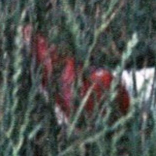 Two children playing in tall grass outdoors.