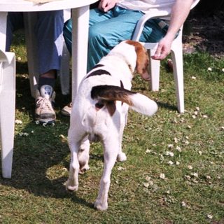 Three men sitting outdoors with a dog, relaxing at a small table.