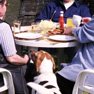 Four people and a dog enjoying outdoor meal together.
