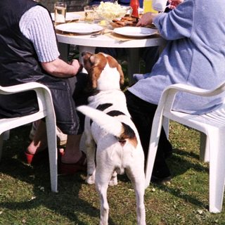 Four people and a dog enjoying outdoor meal together.