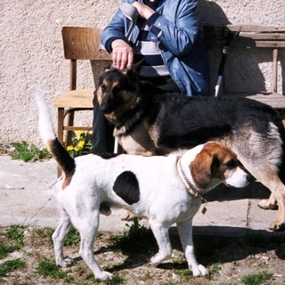 Man sitting with two dogs outside a building.