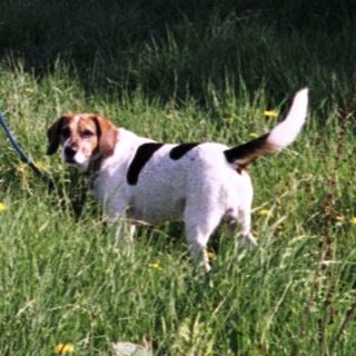 A person walks a dog in a grassy field.