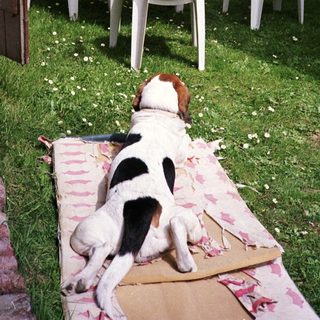 Relaxed dog lying on blanket near outdoor dining area.