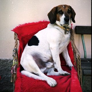 A dog sits regally on a red cushioned chair.